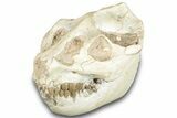 Fossil Oreodont (Leptauchenia) Skull - South Dakota #284205-4